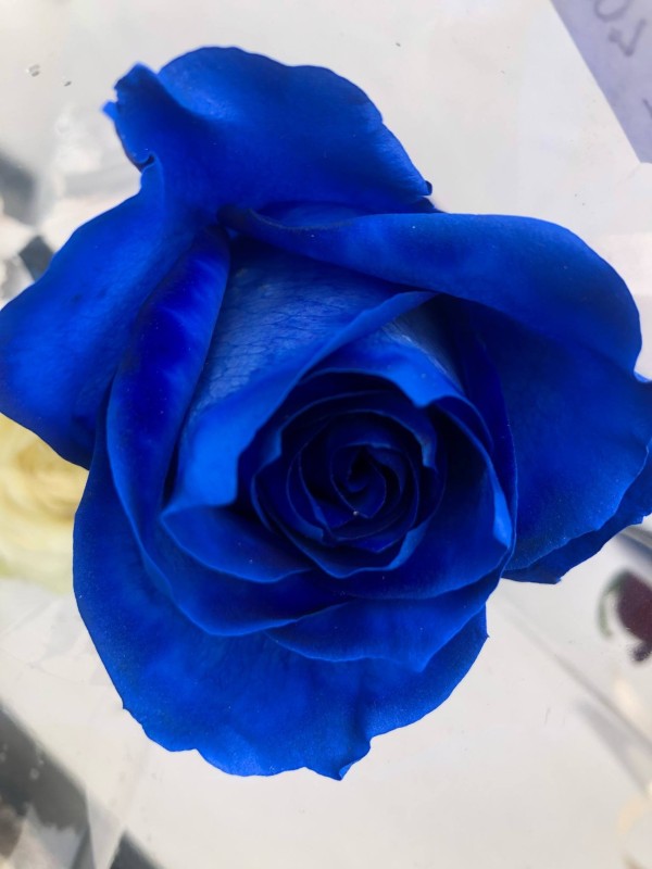 Blå rose pakket i cellofan med vanddut – en unik og elegant blomsterhilsen til særlige anledninger. Blå rose pakket i cellofan med vanddut – en unik og elegant blomsterhilsen til særlige anledninger.