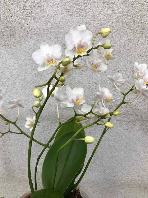 Fru P’s Blomster Valg – Unikke Buketter til Enhver Anledning