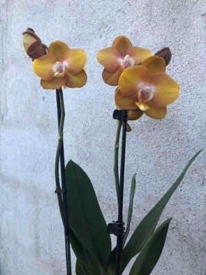 Gul orkide