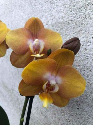 Gul orkide