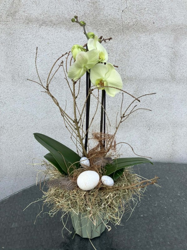 Påskepyntet orkide